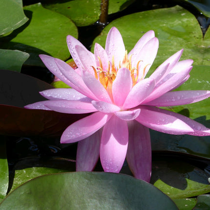 Nymphaea Mayla