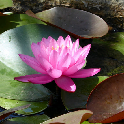 Nymphaea Mayla