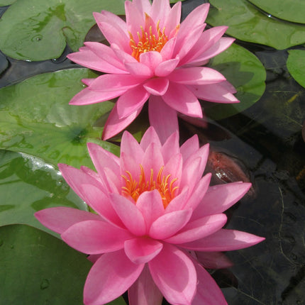 Nymphaea Mayla