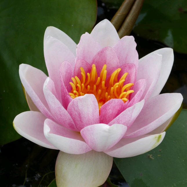 Nymphaea Mrs Richmond