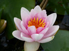 Nymphaea Mrs Richmond