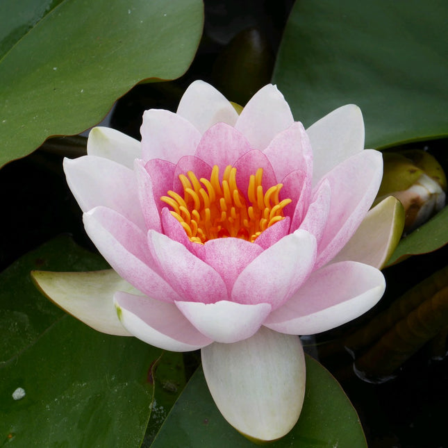 Nymphaea Mrs Richmond