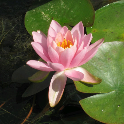 Nymphaea Odorata firecrest