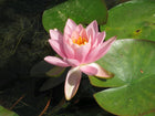 Nymphaea Odorata firecrest