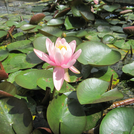 Nymphaea Odorata firecrest