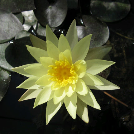 Nymphaea Odorata Sulphurea