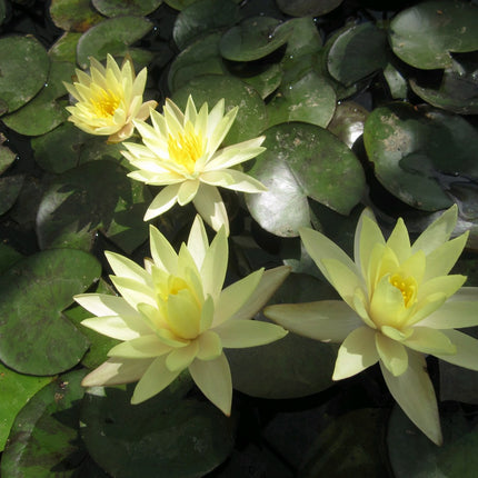 Nymphaea Odorata Sulphurea