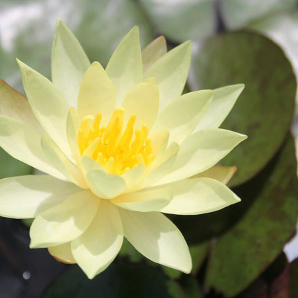 Nymphaea Odorata Sulphurea