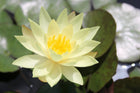Nymphaea Odorata Sulphurea