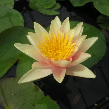 Nymphaea Paul Hariot