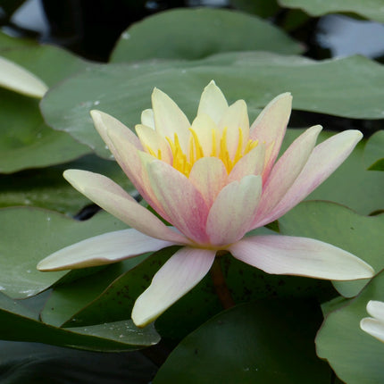 Nymphaea Paul Hariot