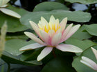 Nymphaea Paul Hariot