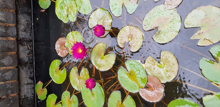 Nymphaea Purple Fantasy