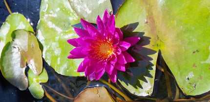 Nymphaea Purple Fantasy