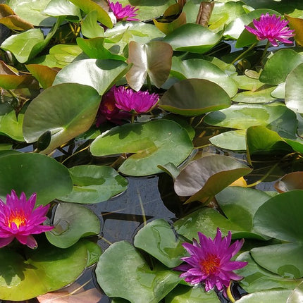 Nymphaea Purple Fantasy