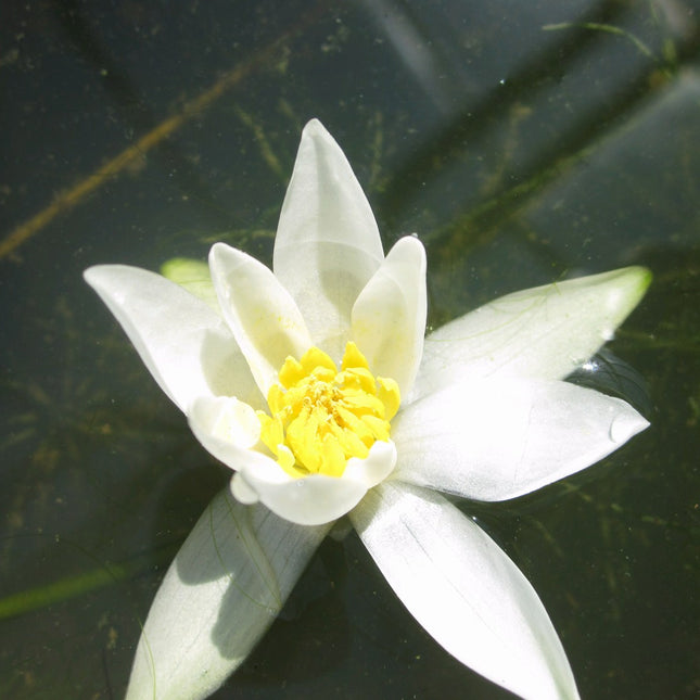 Nymphaea Pygmaea alba