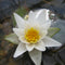 Ready-to-ship Water Lilies