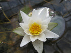 Nymphaea Pygmaea alba