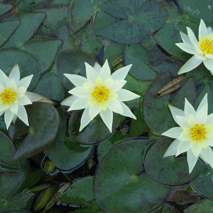 Nymphaea Pygmaea helvola