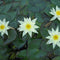 Ready-to-ship Water Lilies