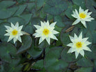 Nymphaea Pygmaea helvola