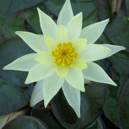 Nymphaea Pygmaea helvola