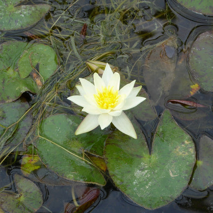 Nymphaea Pygmaea helvola