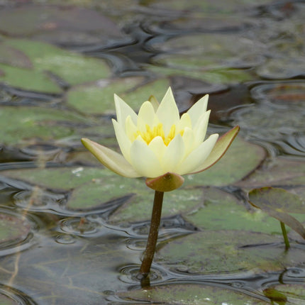Nymphaea Pygmaea helvola