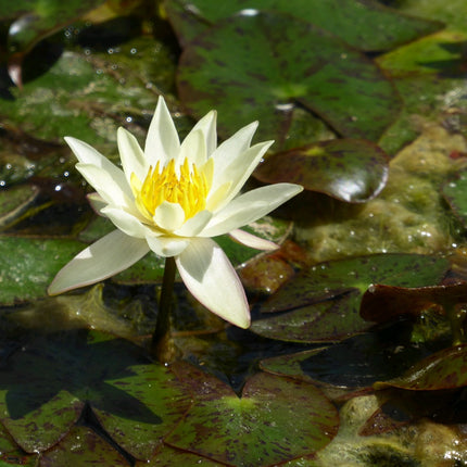 Nymphaea Pygmaea helvola