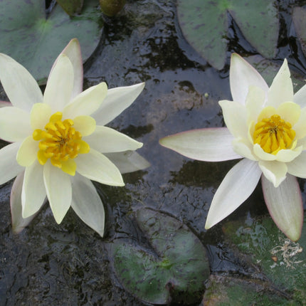 Nymphaea Pygmaea helvola