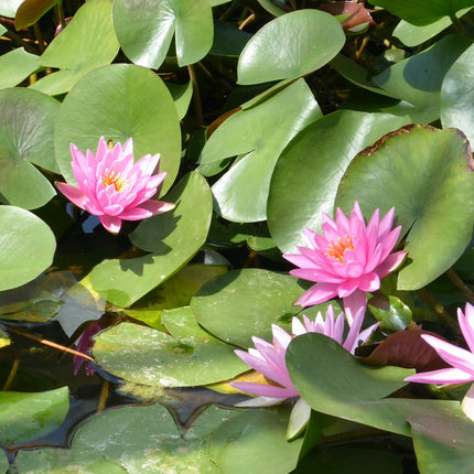 Nymphaea Rose Arey