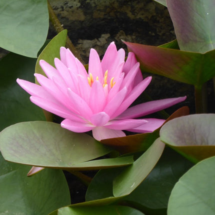 Nymphaea Rose Arey