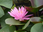 Nymphaea Rose Arey