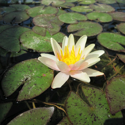 Nymphaea Sioux