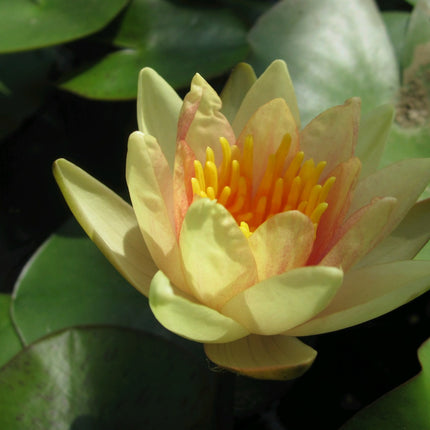 Nymphaea Sioux