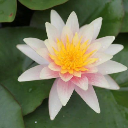Nymphaea Sioux