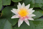 Nymphaea Sioux