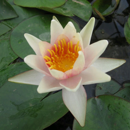 Nymphaea Sioux