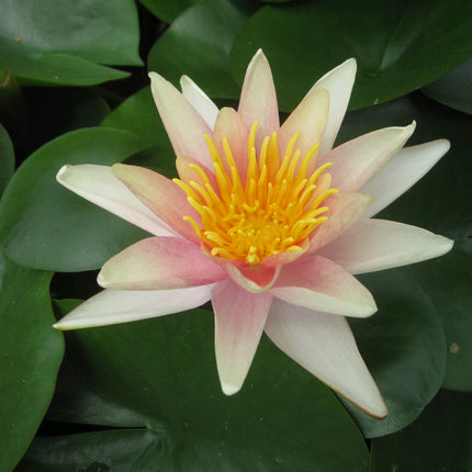 Nymphaea Sioux