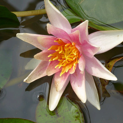 Nymphaea Sioux