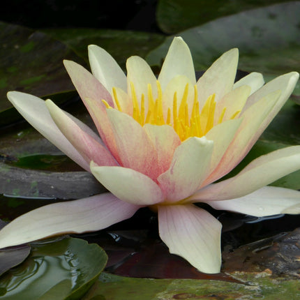 Nymphaea Sioux