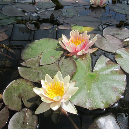 Nymphaea Sioux