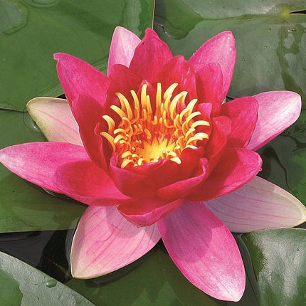 Nymphaea Vesuve