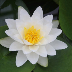 Collection image for: Ready-to-ship Water Lilies