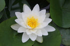 Nymphaea Virginalis