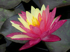 Nymphaea Wanvisa
