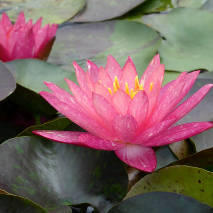 Nymphaea Wanvisa