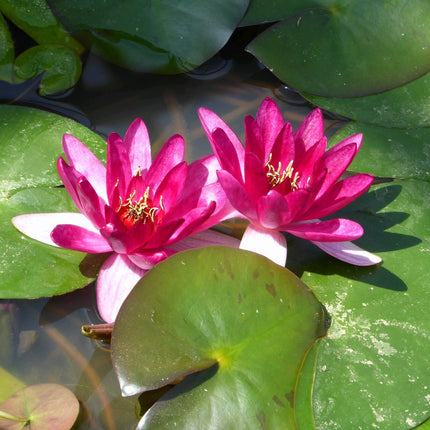 Nymphaea Xiafei