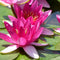 Ready-to-ship Water Lilies