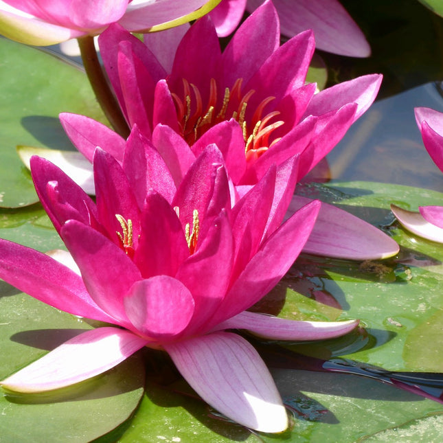 Nymphaea Xiafei